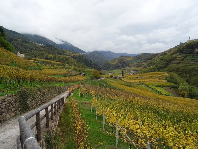 Vigneti della Val di Cembra